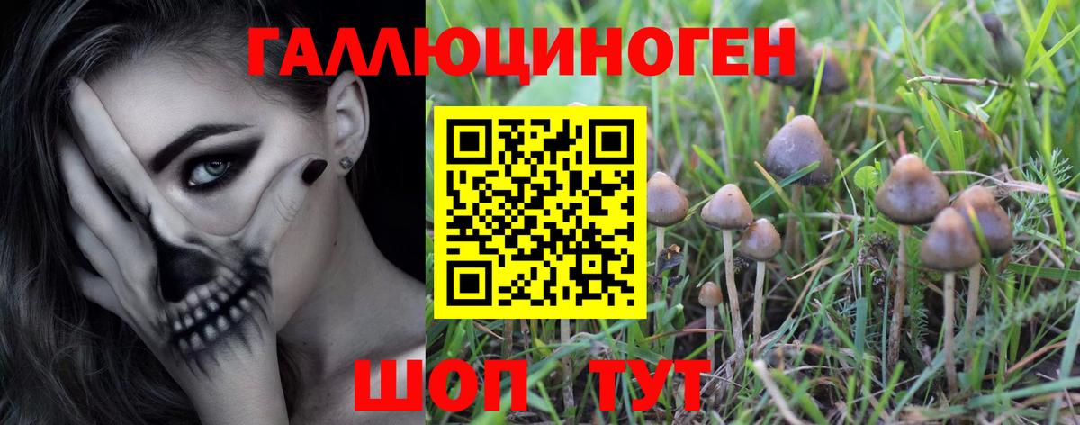 Галлюциногенные грибы Psilocybe Дербент