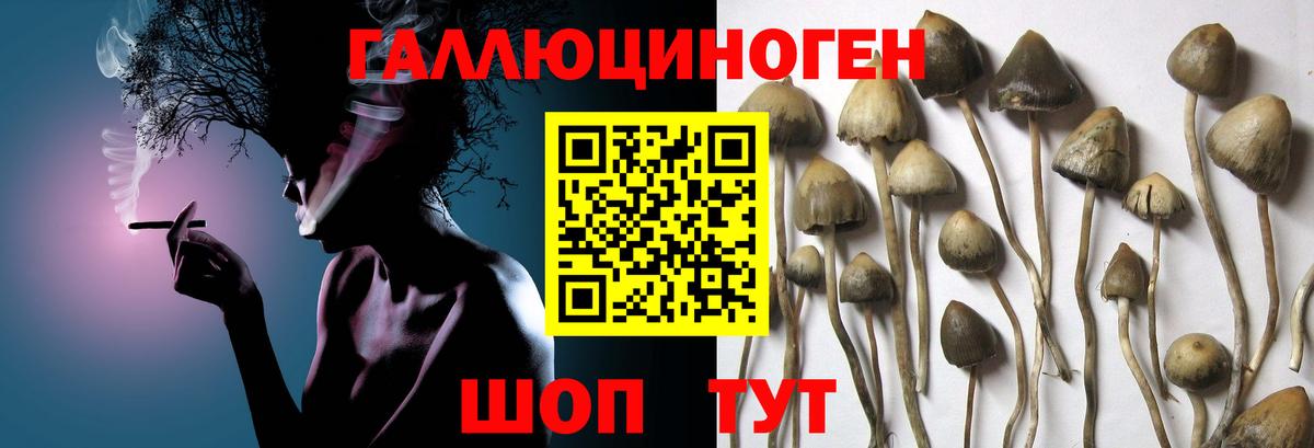 Псилоцибиновые грибы прущие грибы  Вход с VPN  Дербент 